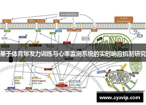 基于体育爆发力训练与心率监测系统的实时响应机制研究